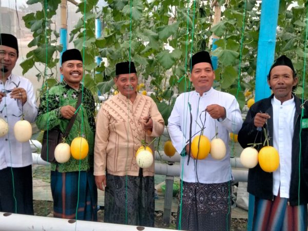 MWC NU Tegowanu Tinjau Budidaya Melon Organik Petani Nahdliyyin