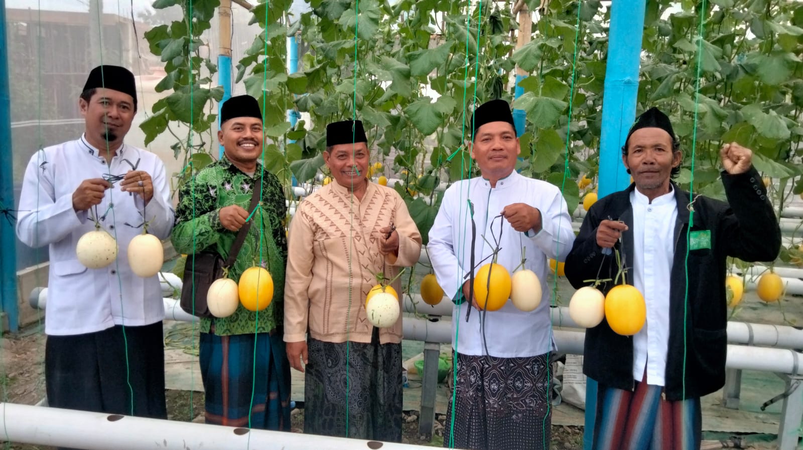 MWC NU Tegowanu Tinjau Budidaya Melon Organik Petani Nahdliyyin